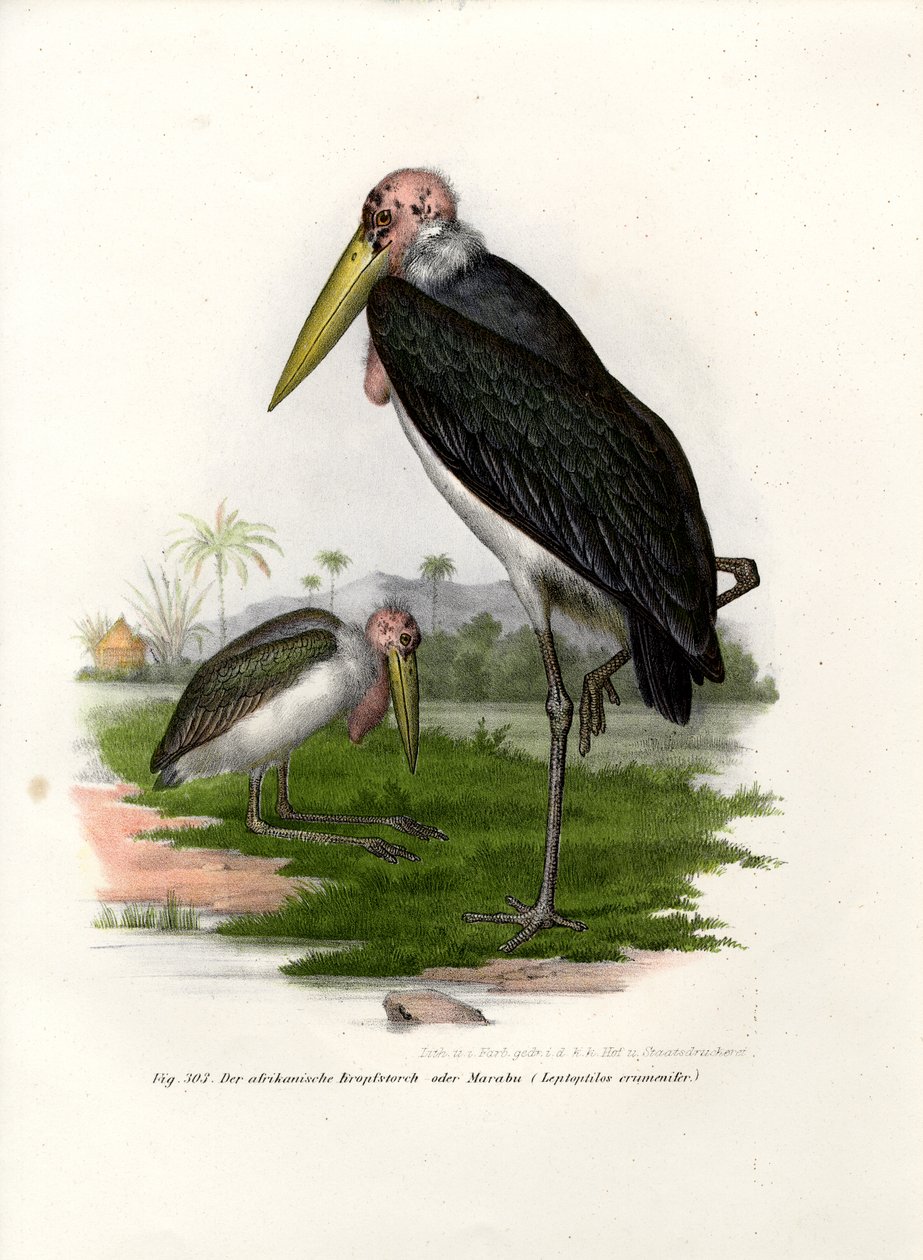 Marabou, 1864 alkotó: German School