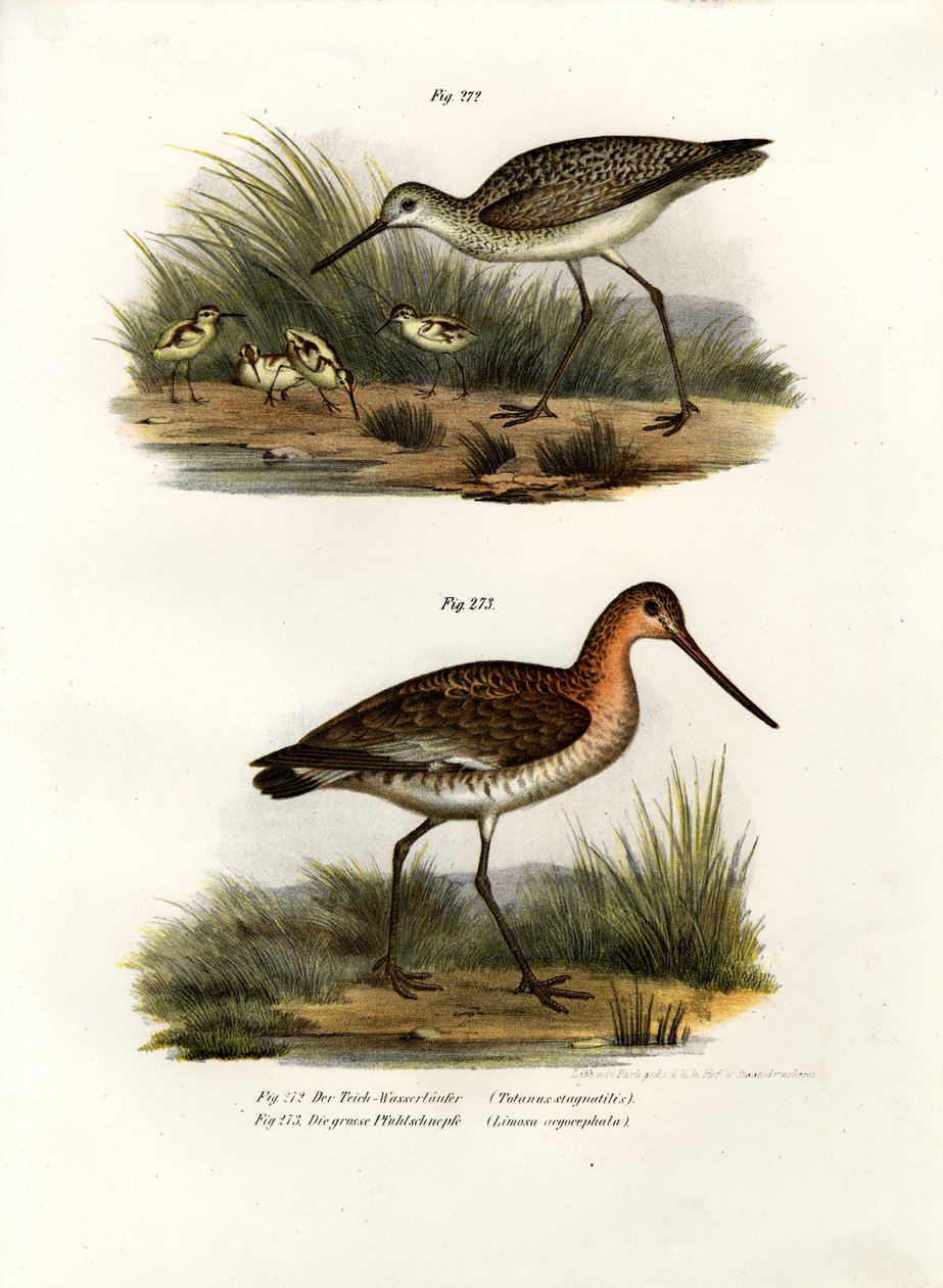 Marsh Sandpiper, 1864 alkotó: German School
