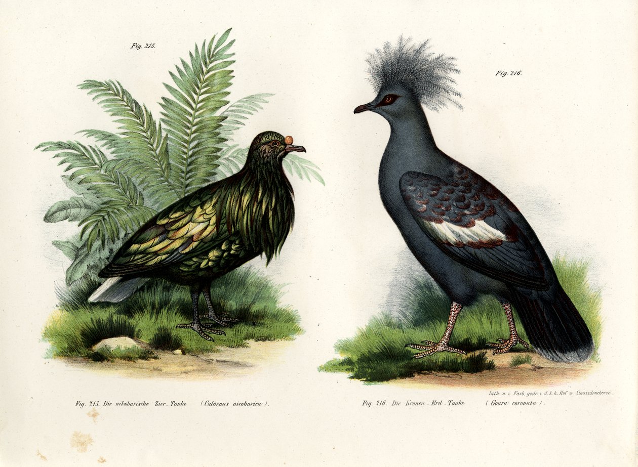 Nicobár galamb, 1864 alkotó: German School