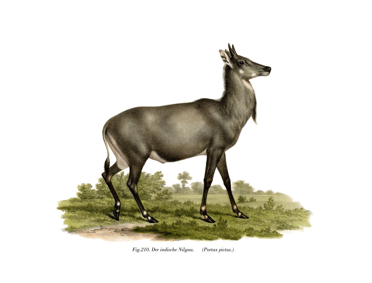 Nilgai, 1860 alkotó: German School