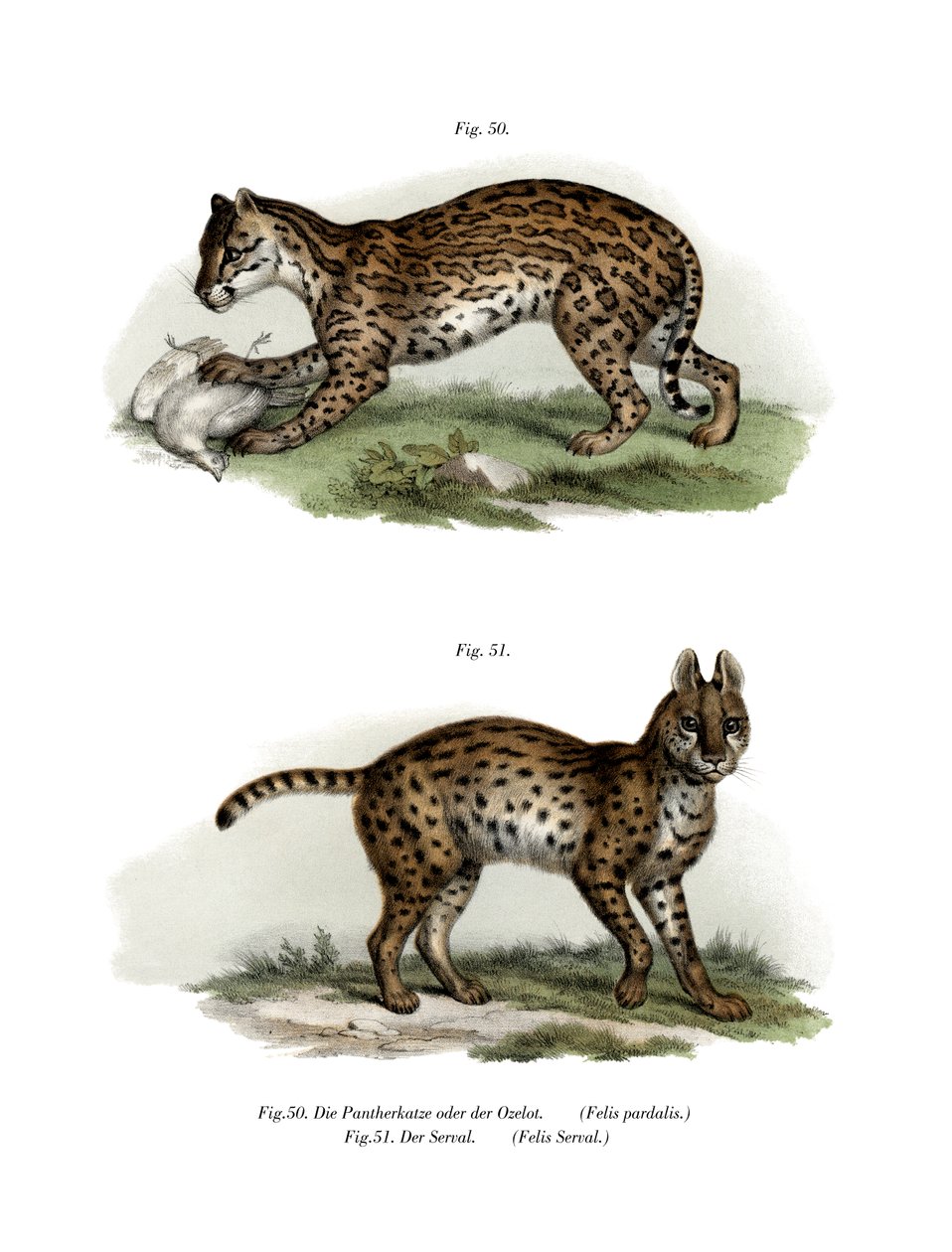 Ocelot, 1860 alkotó: German School