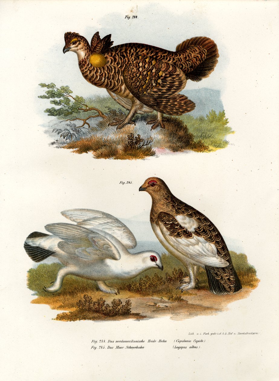 Pinnated Grouse, 1864 alkotó: German School