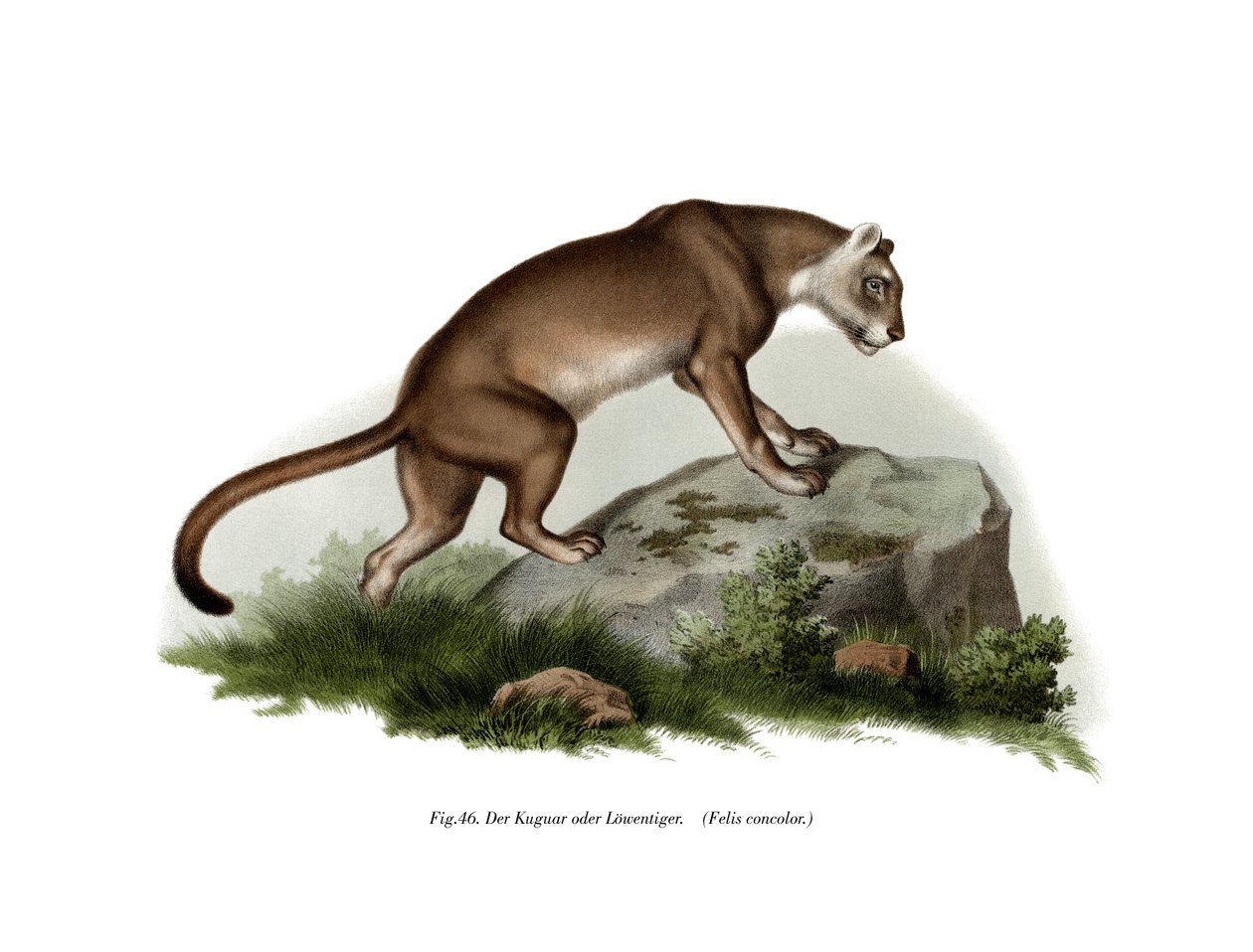 Puma, 1860 alkotó: German School