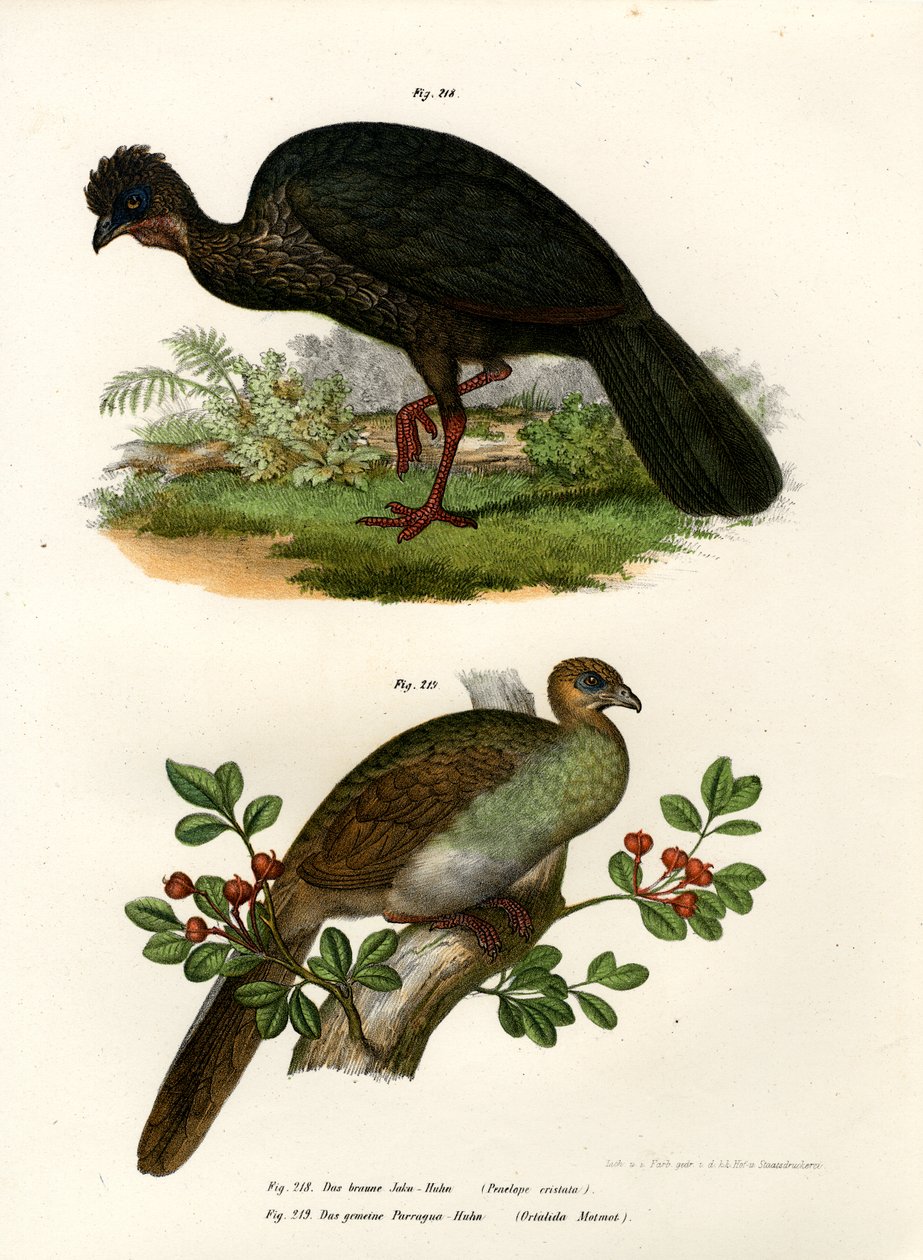 Purple Guan, 1864 alkotó: German School