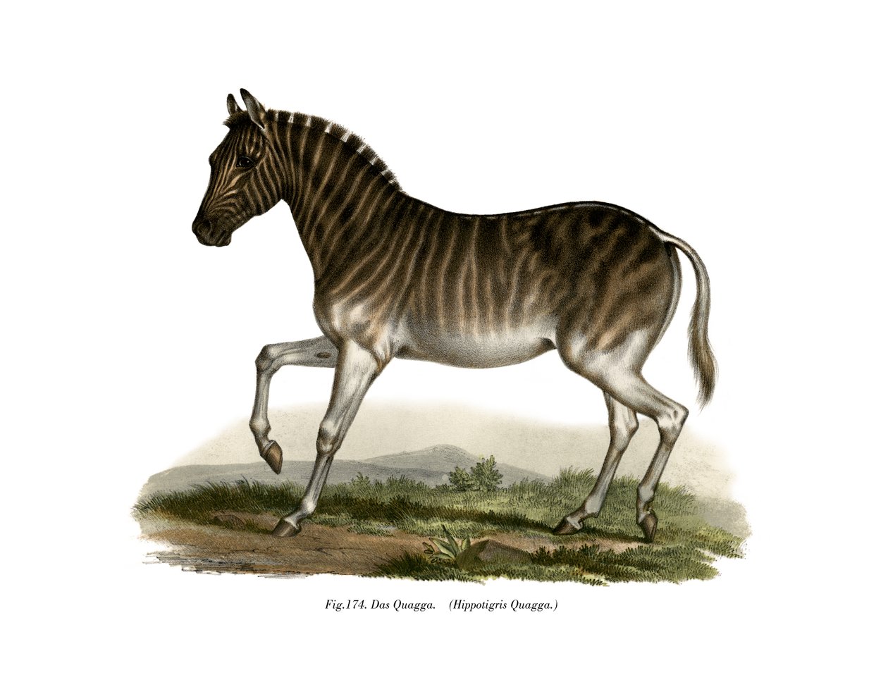 Quagga, 1860 alkotó: German School