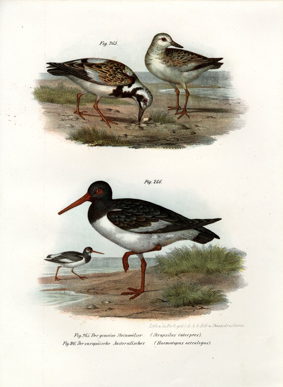 Ruddy Turnstone, 1864 alkotó: German School