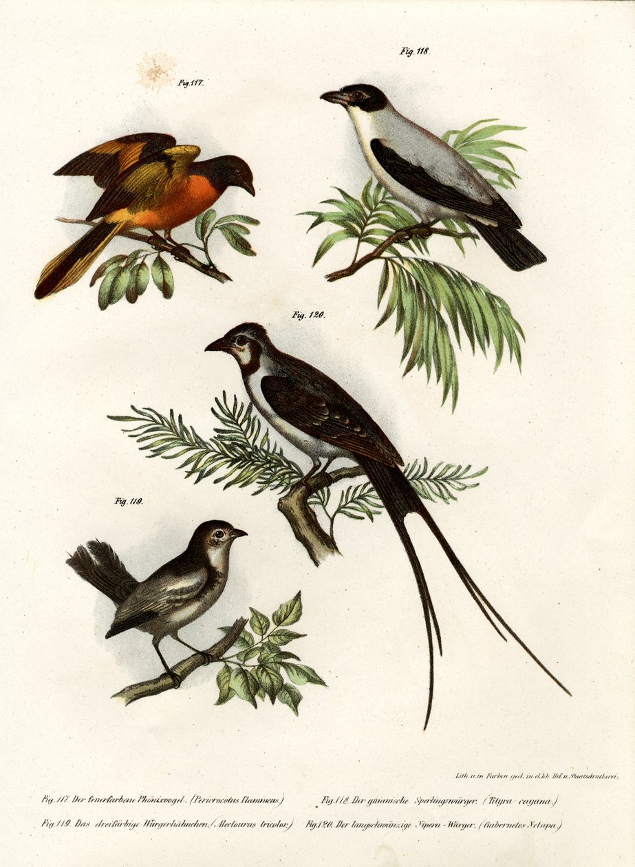 Scarlet Minivet, 1864 alkotó: German School