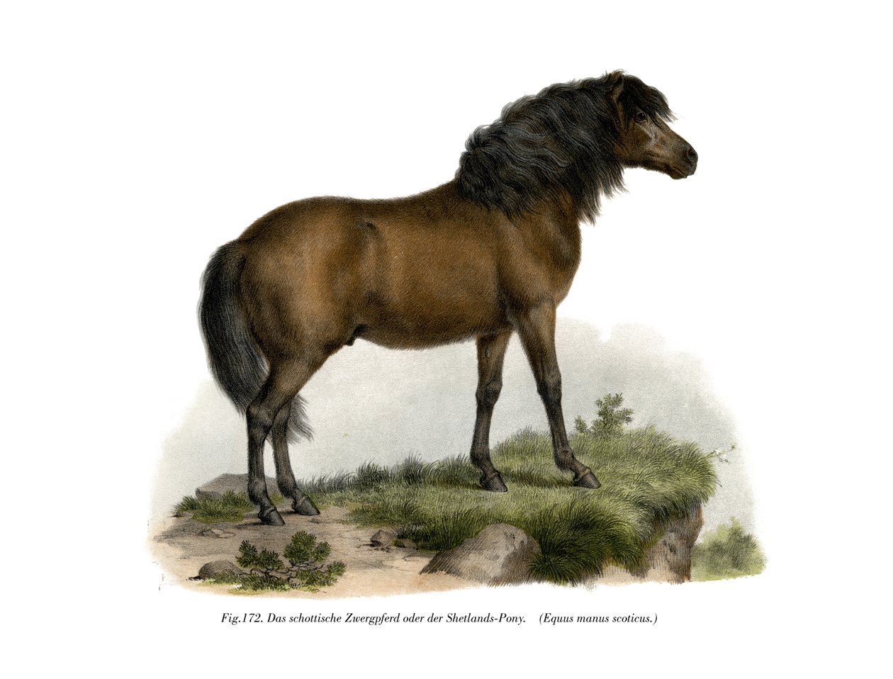Shetland-póni, 1860 alkotó: German School