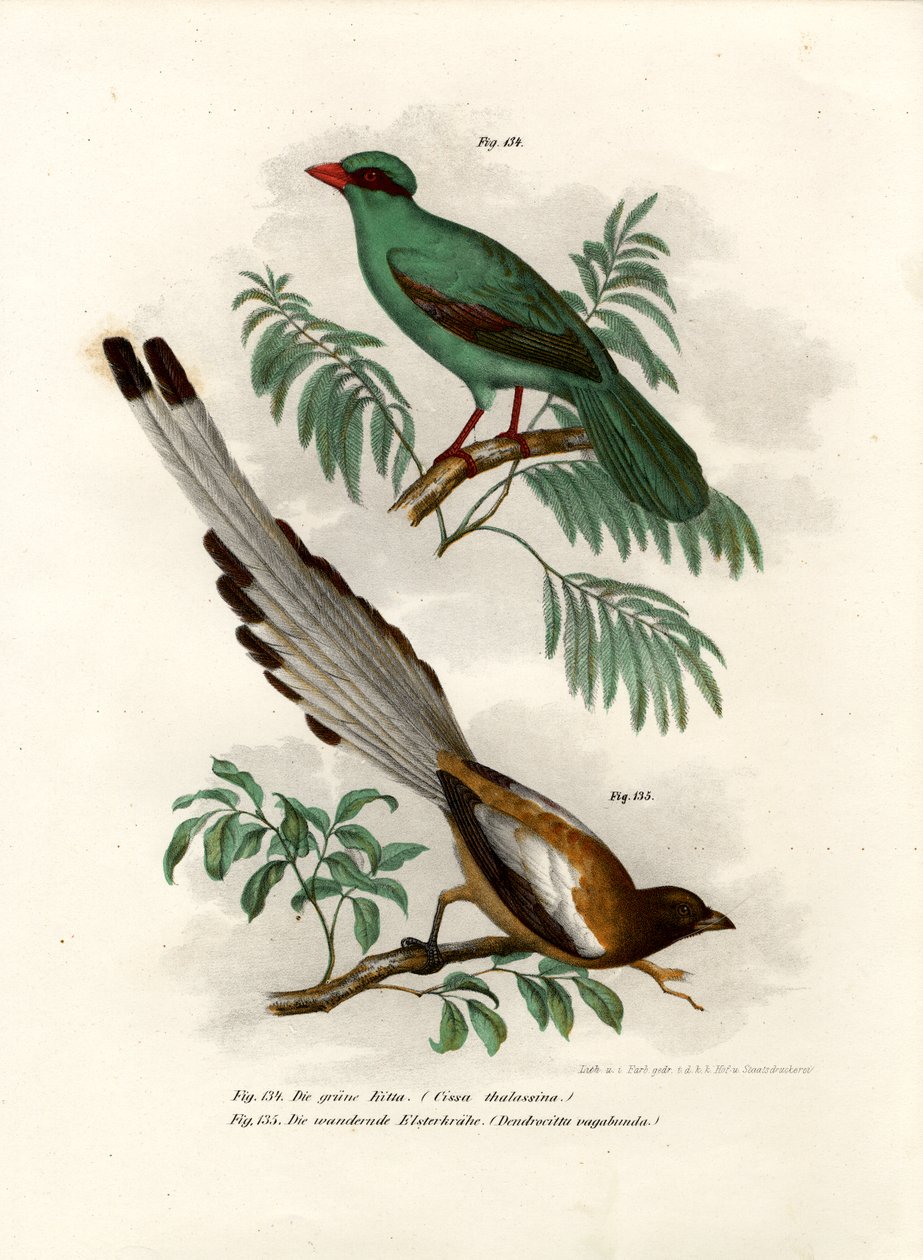 Rövidfarkú zöld szarka, 1864 alkotó: German School
