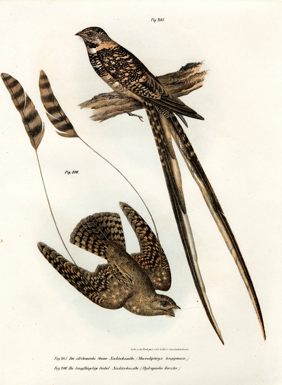Szabványszárnyú Nightjar, 1864 alkotó: German School