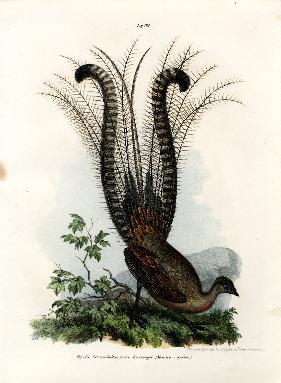 Kiváló Lyrebird, 1864 alkotó: German School