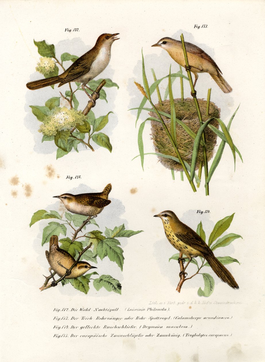 Rigó Nightingale, 1864 alkotó: German School