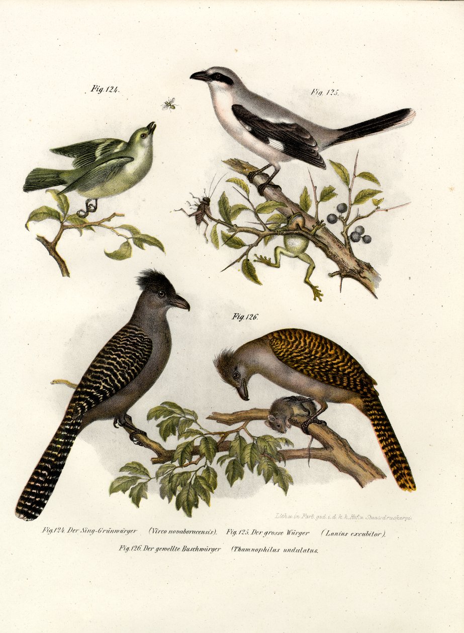 Fehér szemű Vireo, 1864 alkotó: German School