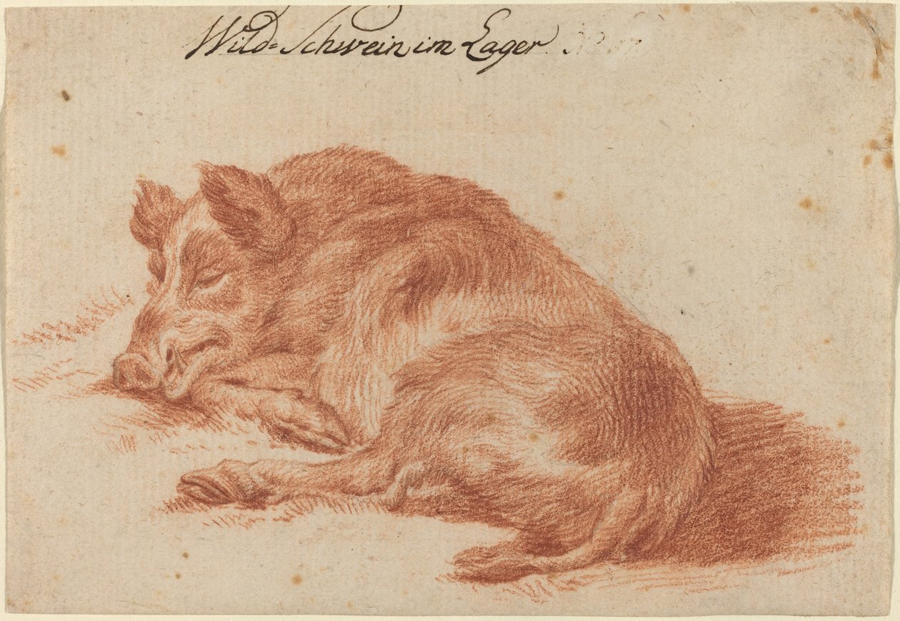Vaddisznó alkotó: German 18th Century