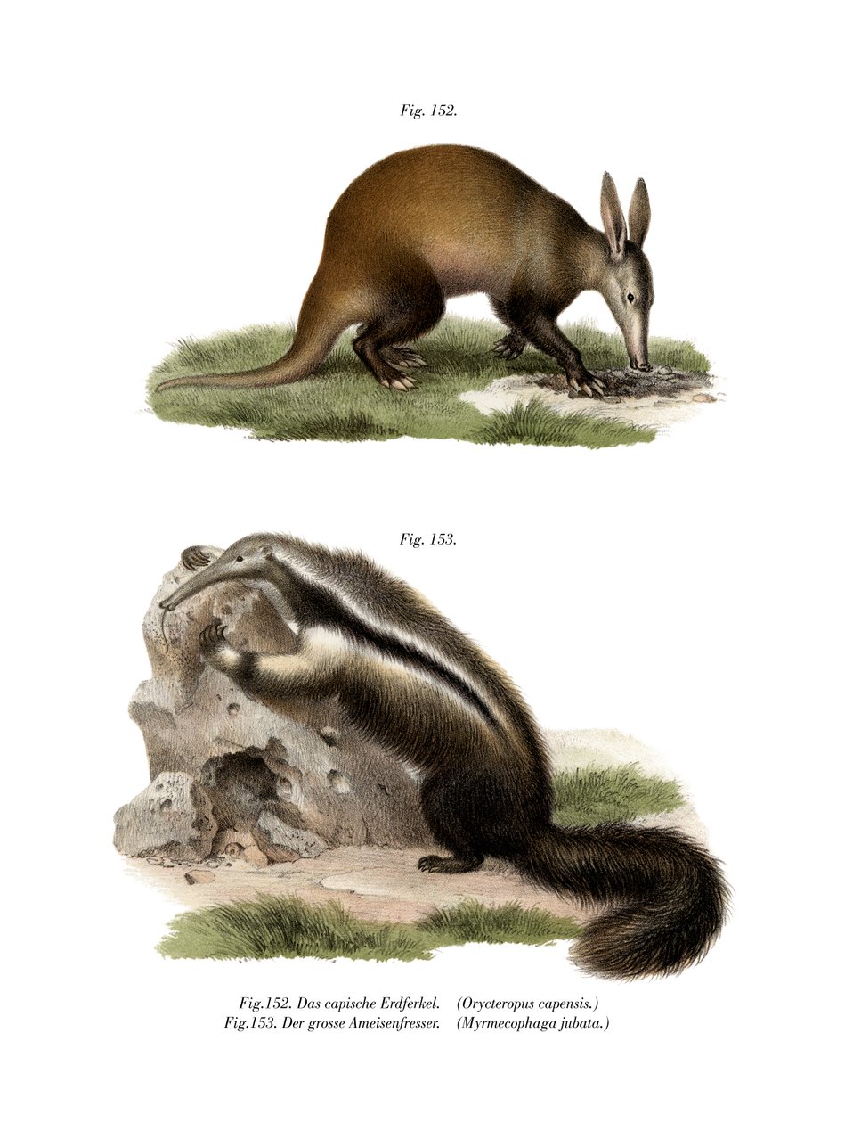 Aardvark, 1860 alkotó: German School
