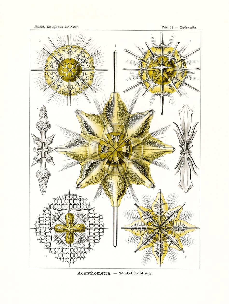 Acanthometra, 1899-1904 alkotó: German School