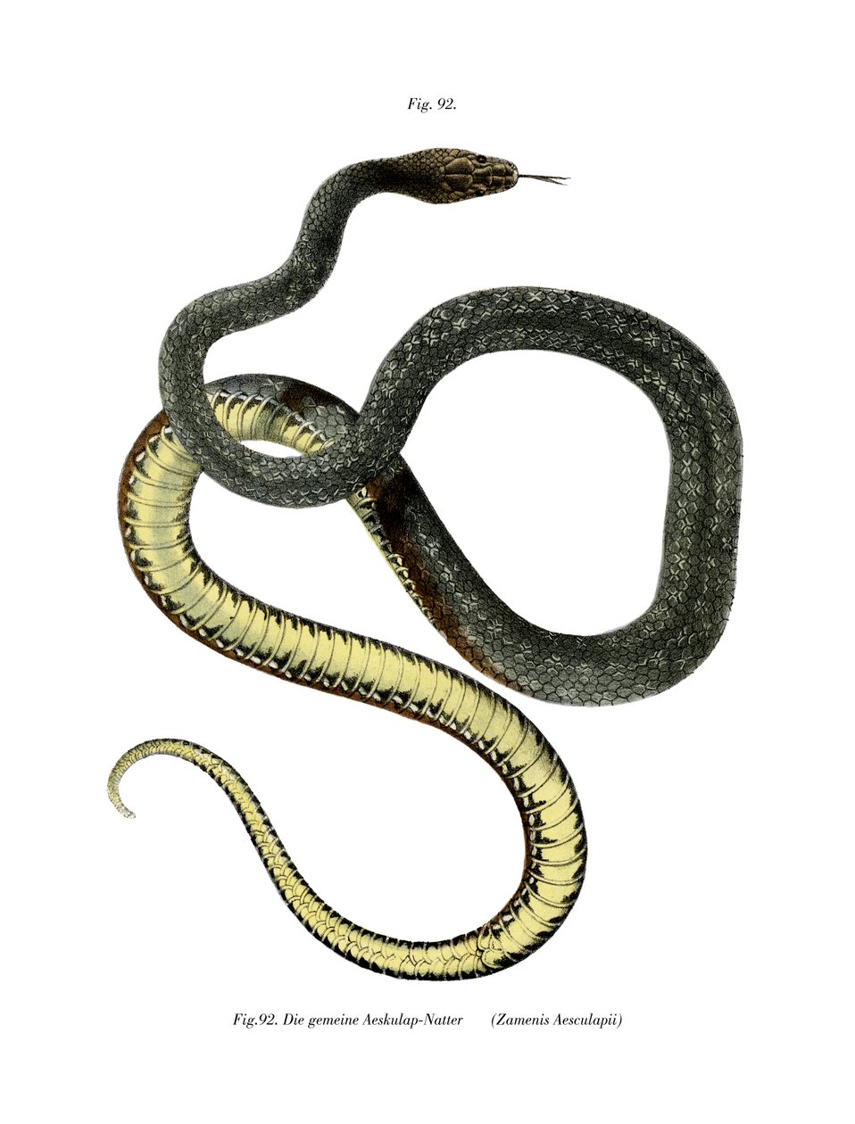 Aesculapian Snake (színes litho) alkotó: German School