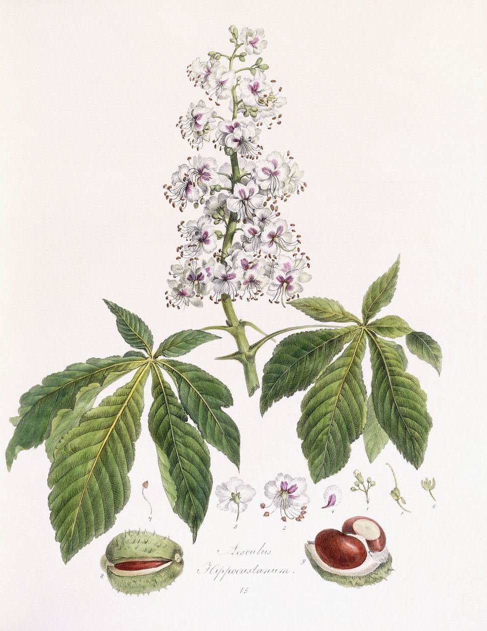 Aesculus Hippocastanum alkotó: German School