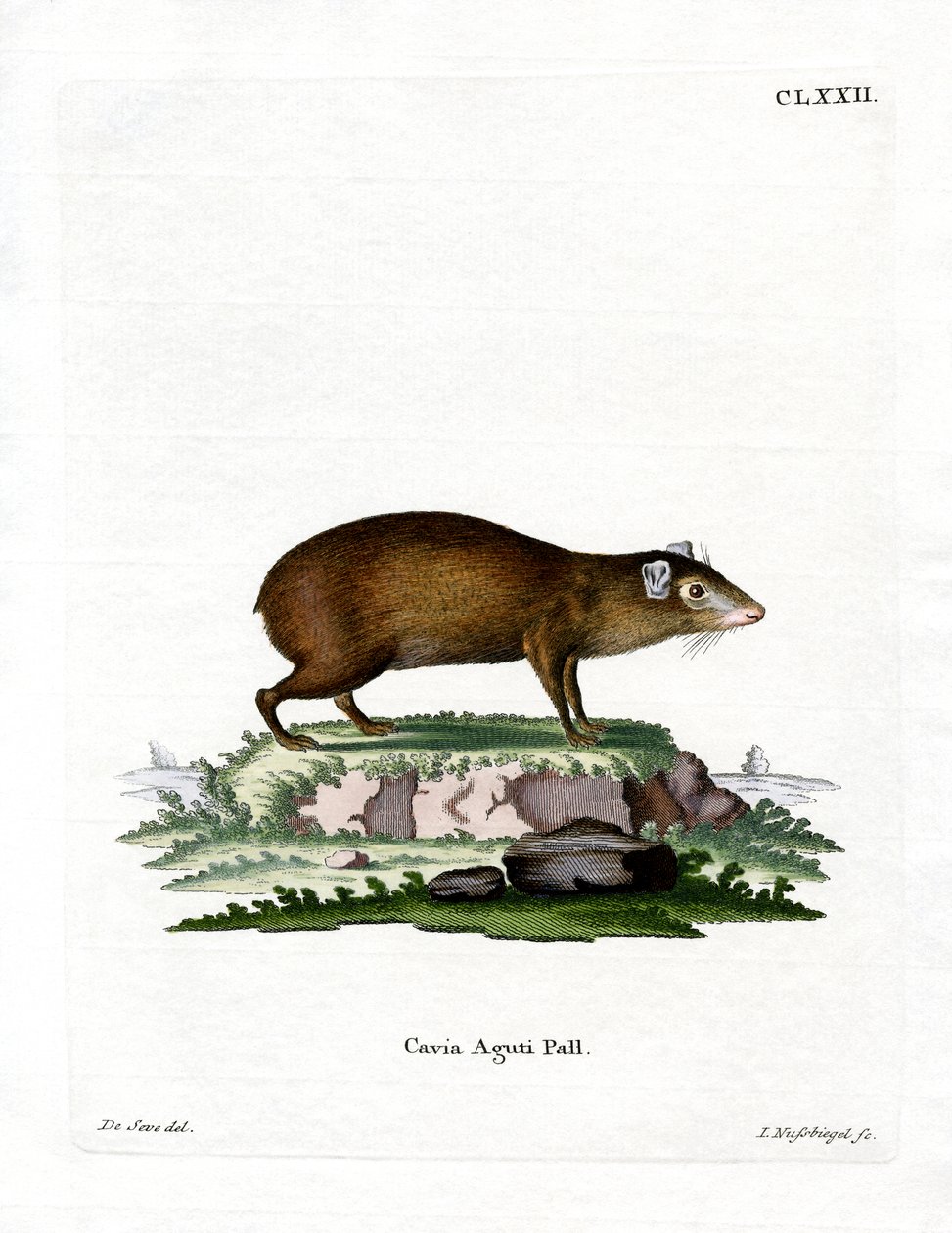 Agouti (színes metszet) alkotó: German School