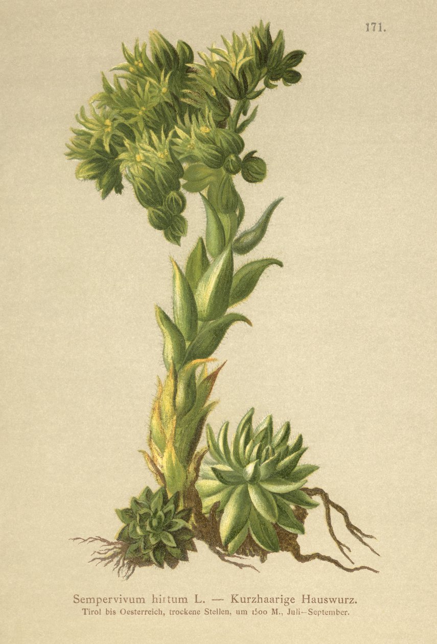 Allionii Houseleek (Sempervivum hirtum, Jovibarba hirta) alkotó: German School