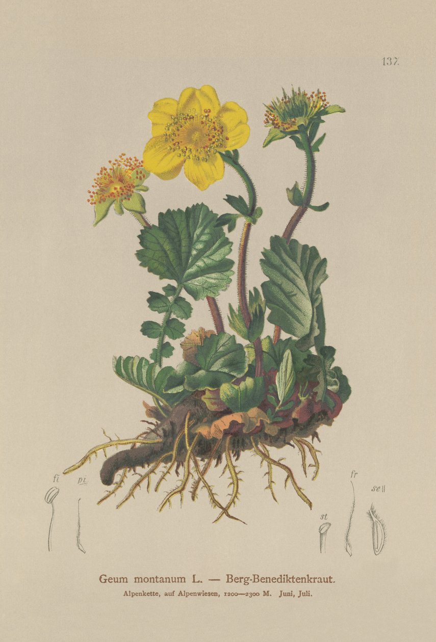 Alpesi Avens (Geum montanum) alkotó: German School