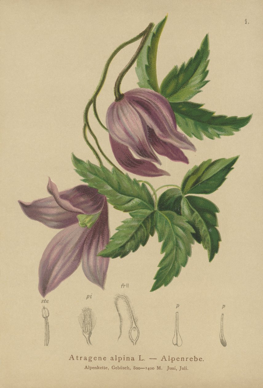 Alpesi klematis (Atragene alpina, Clematis alpina) alkotó: German School