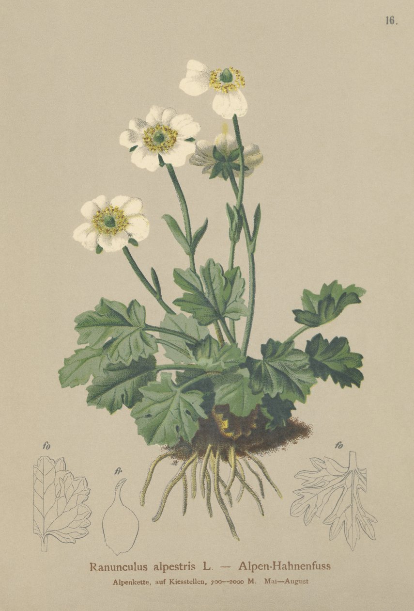 Alpesi varjúláb (Ranunculus alpestris) alkotó: German School