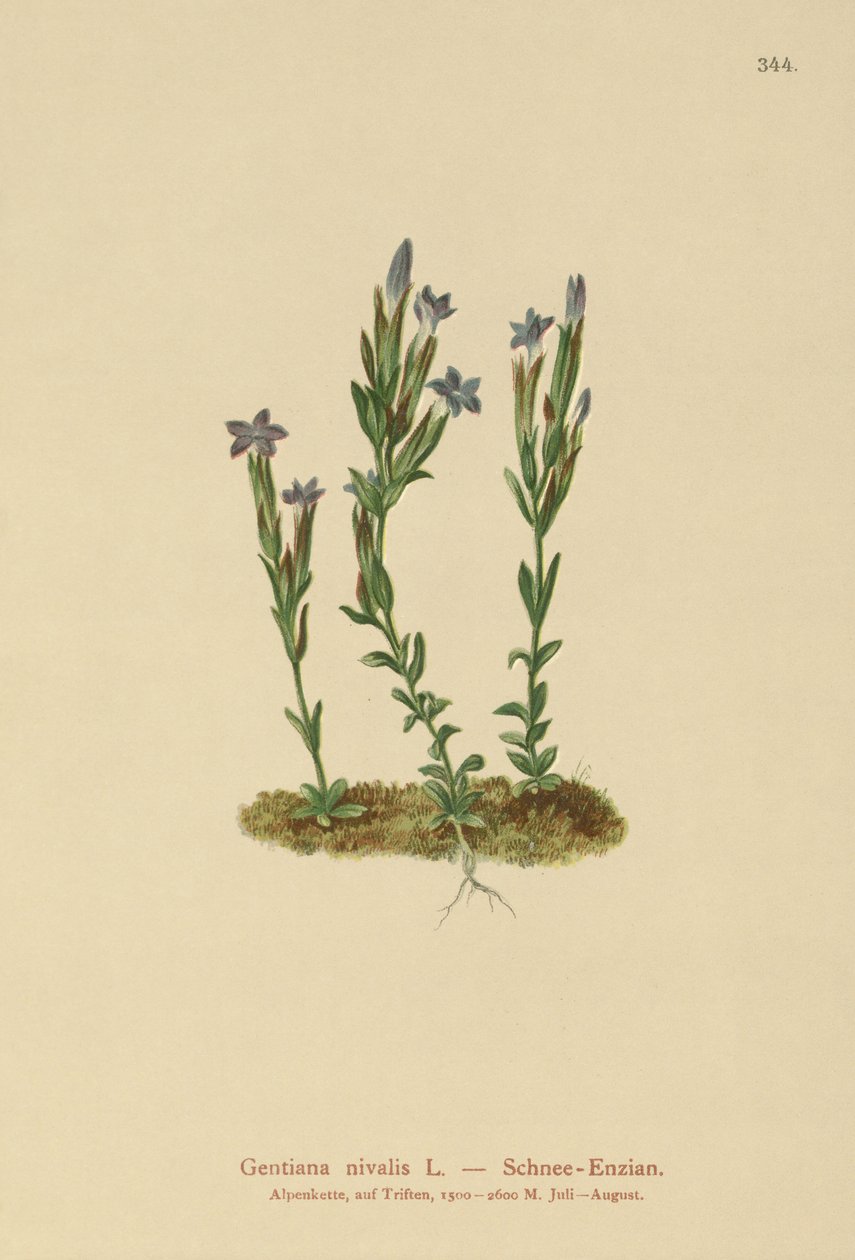 alpesi tárnics (Gentiana nivalis) alkotó: German School