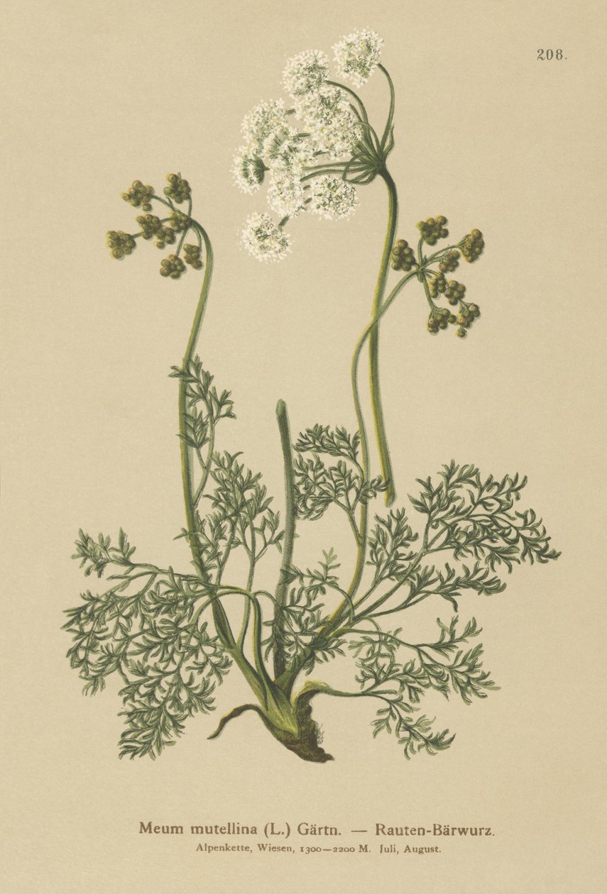 Alpine Lovage (My mutellina, Ligusticum mutellina) alkotó: German School