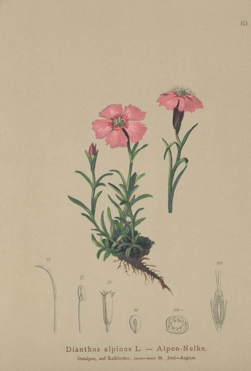 Alpesi rózsaszín (Dianthus alpinus) alkotó: German School