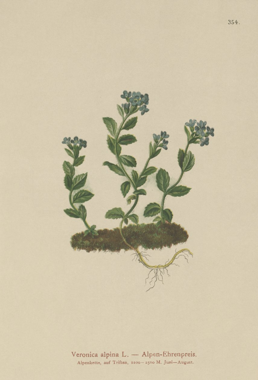 Alpesi Speedwell (Veronica alpina) alkotó: German School