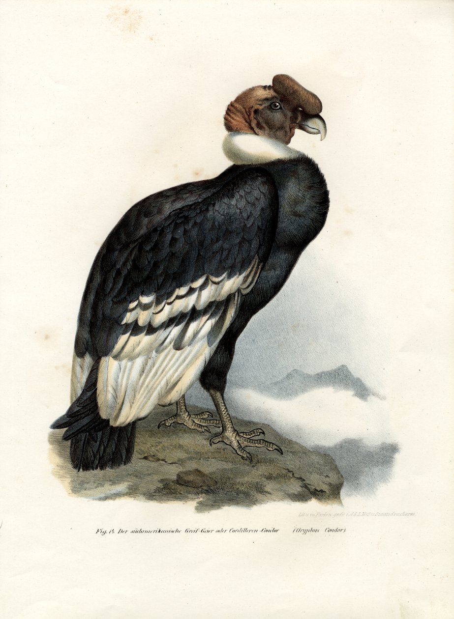 Andok Kondor, 1864 alkotó: German School