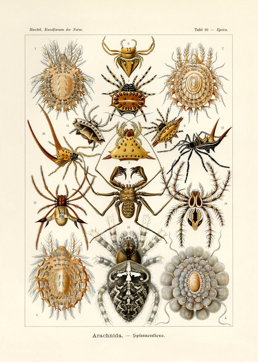 Arachnida, 1899-1904 alkotó: German School