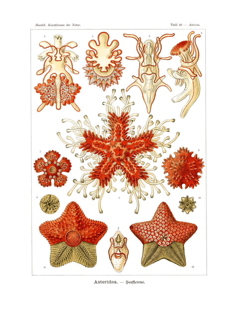 Asteridea alkotó: German School