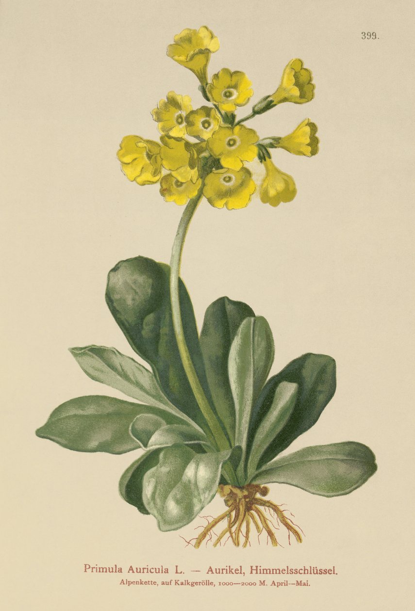 Fül (Primula Auricula) alkotó: German School
