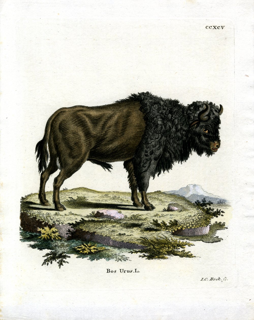 Aurochs (színes metszet) alkotó: German School