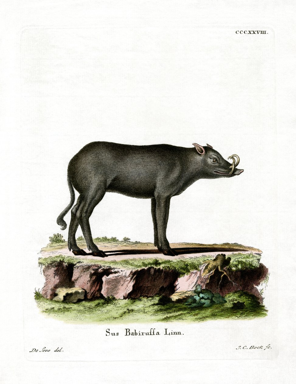 Babirusa (színes metszet) alkotó: German School