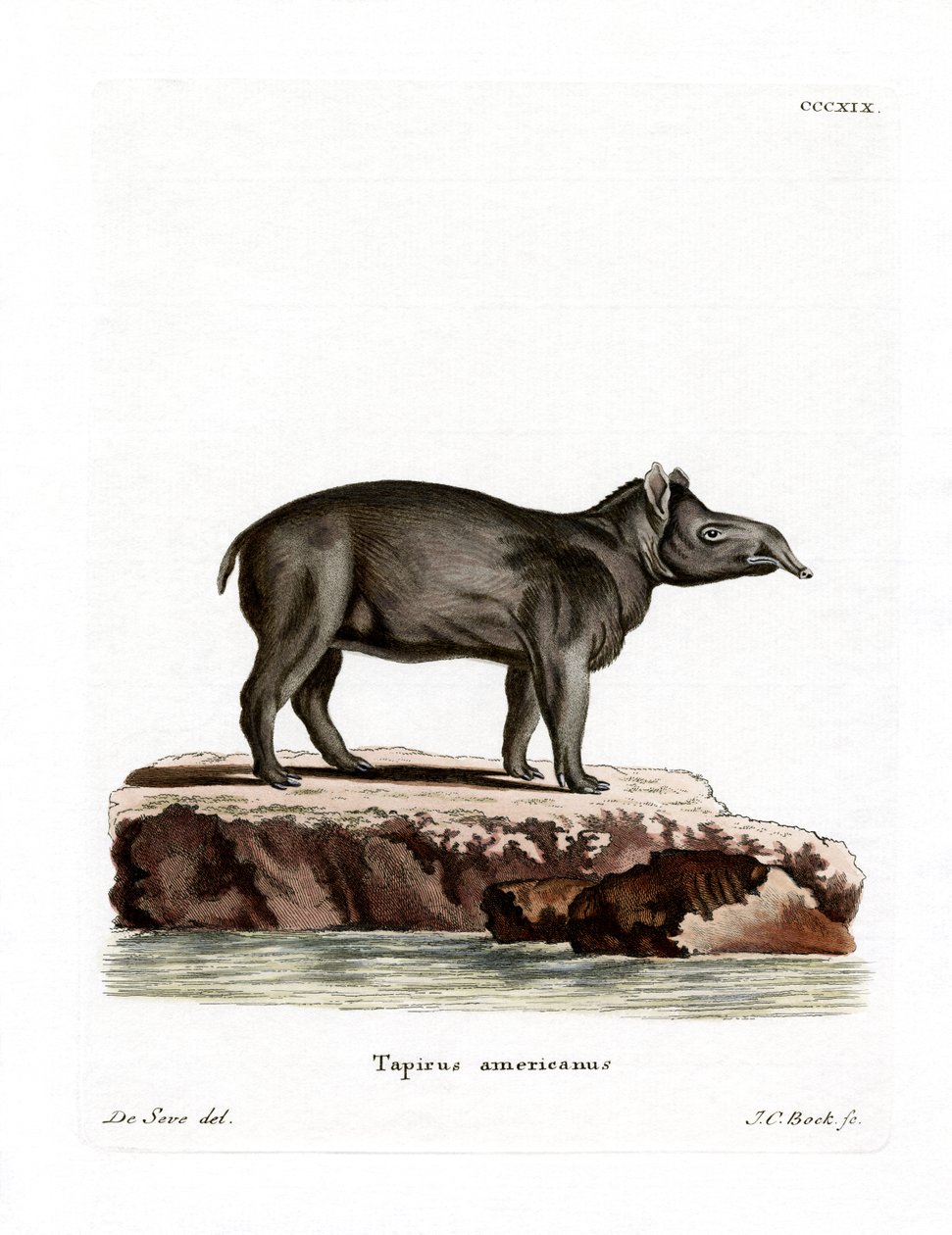 Baird Tapir (színes metszet) alkotó: German School