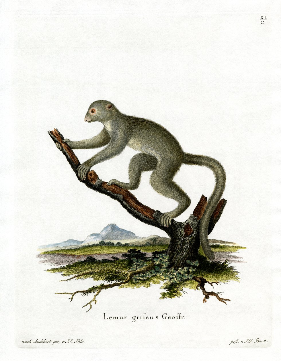 Bamboo Lemur (színes gravírozás) alkotó: German School