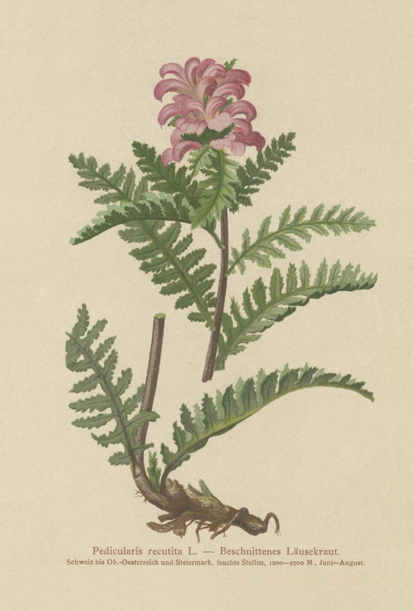 Csőrtelen vörös tetű (Pedicularis recutita) alkotó: German School