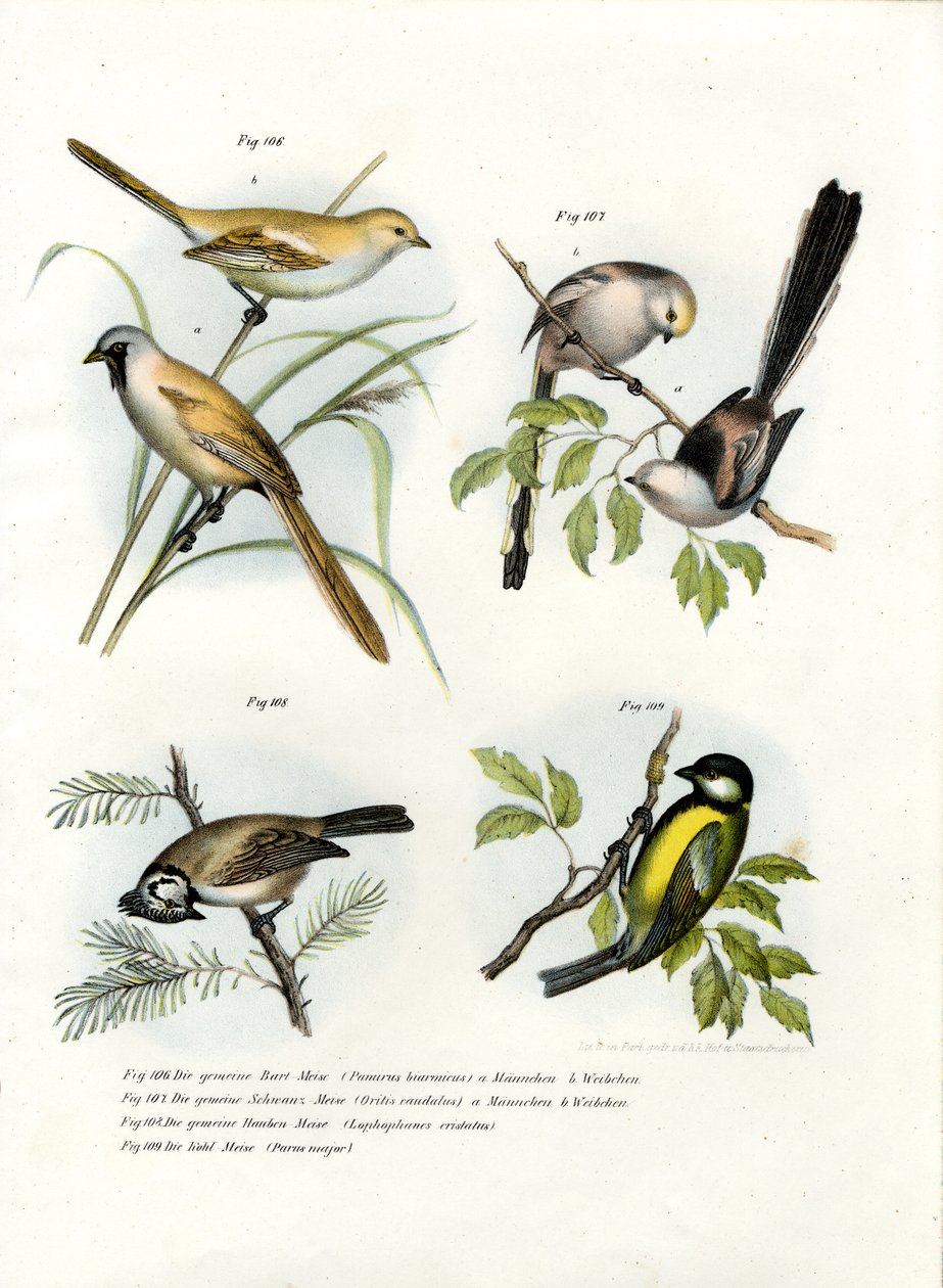 Szakállas papagáj, 1864 alkotó: German School