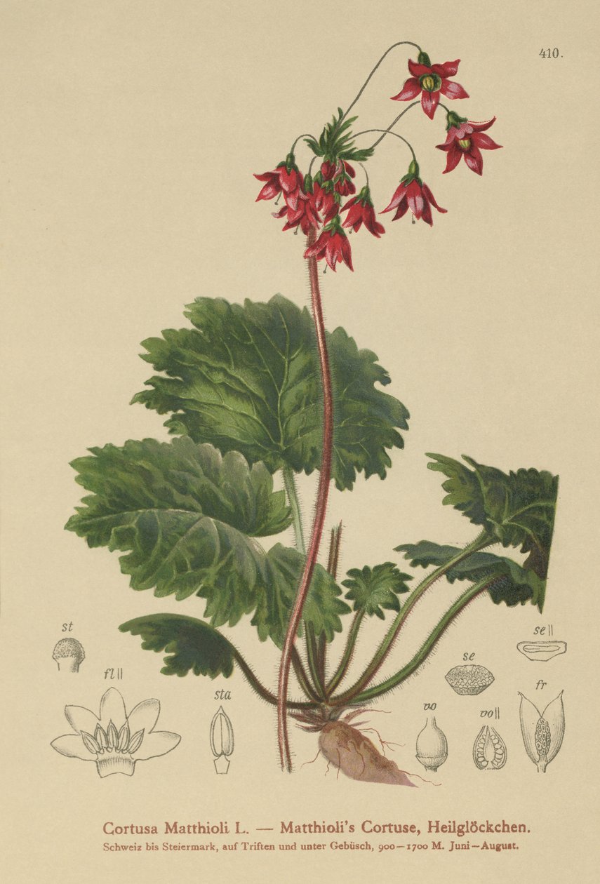 Bears-Ear Sanicle (Cortusa Matthioli) alkotó: German School