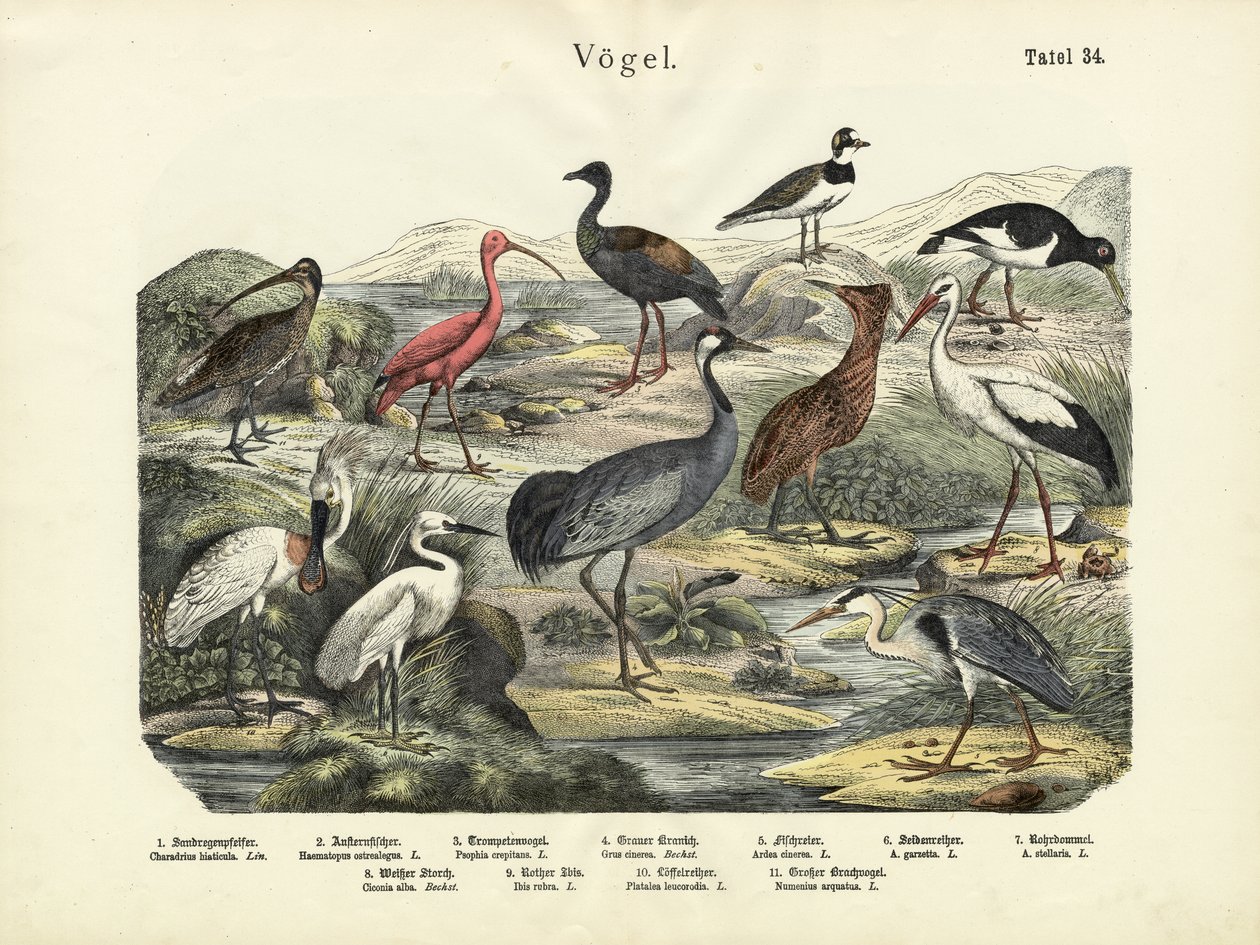 Madarak, 1860 körül alkotó: German School