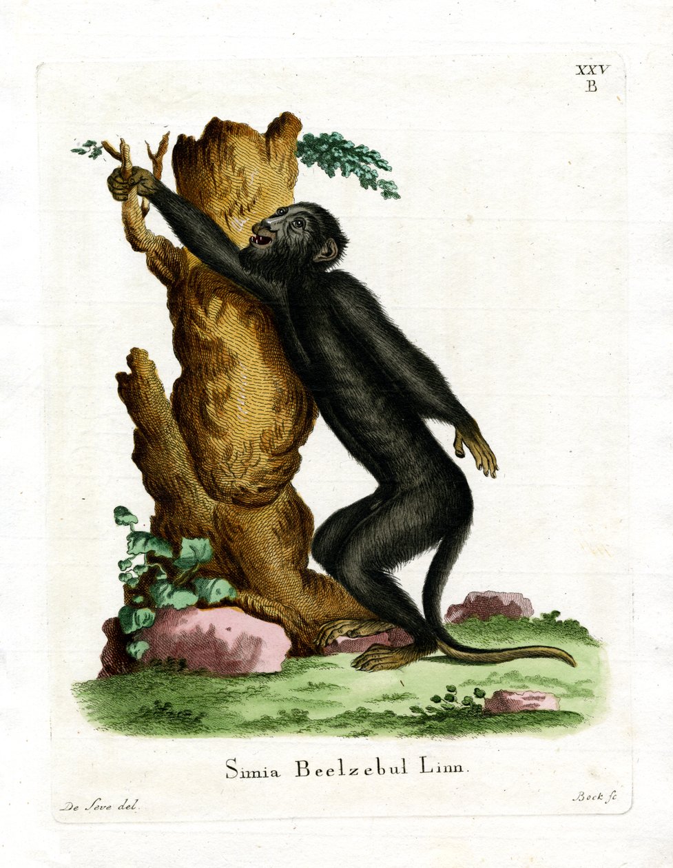 Black Howler (színes metszet) alkotó: German School