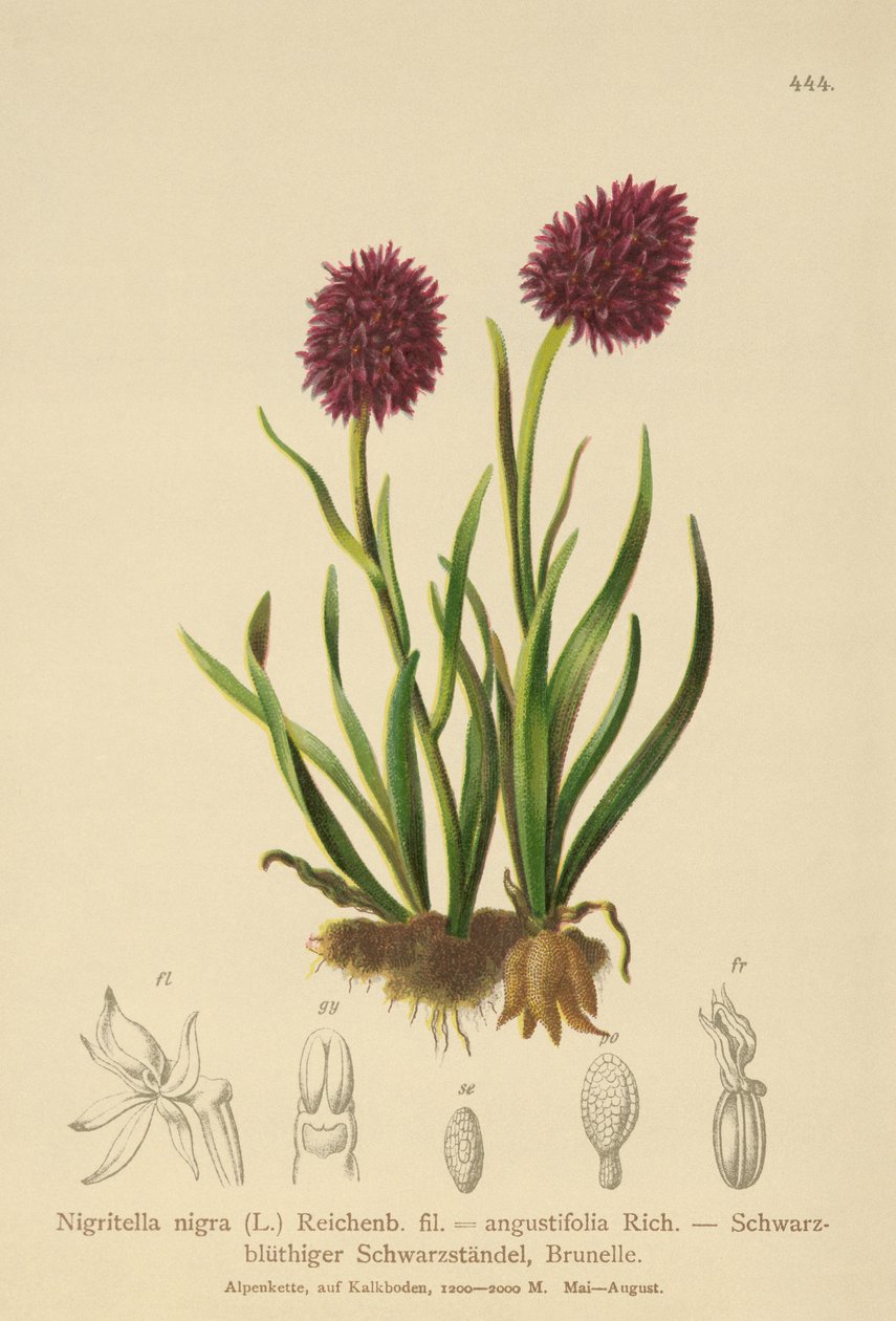 Fekete vanília orchidea (Nigritella nigra, Nigritella angustifolia) alkotó: German School