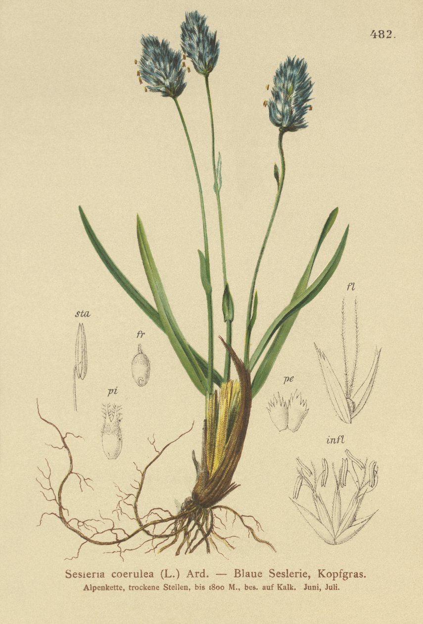 Kék lápfű (Sesleria caerulea, Sesleria uliginosa) alkotó: German School