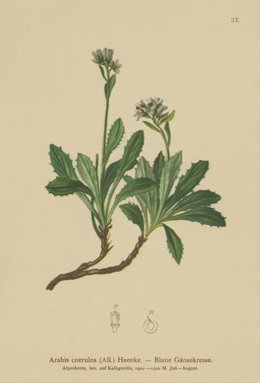 Kék zsázsa (Arabis caerulea, Arabis coerulea) alkotó: German School