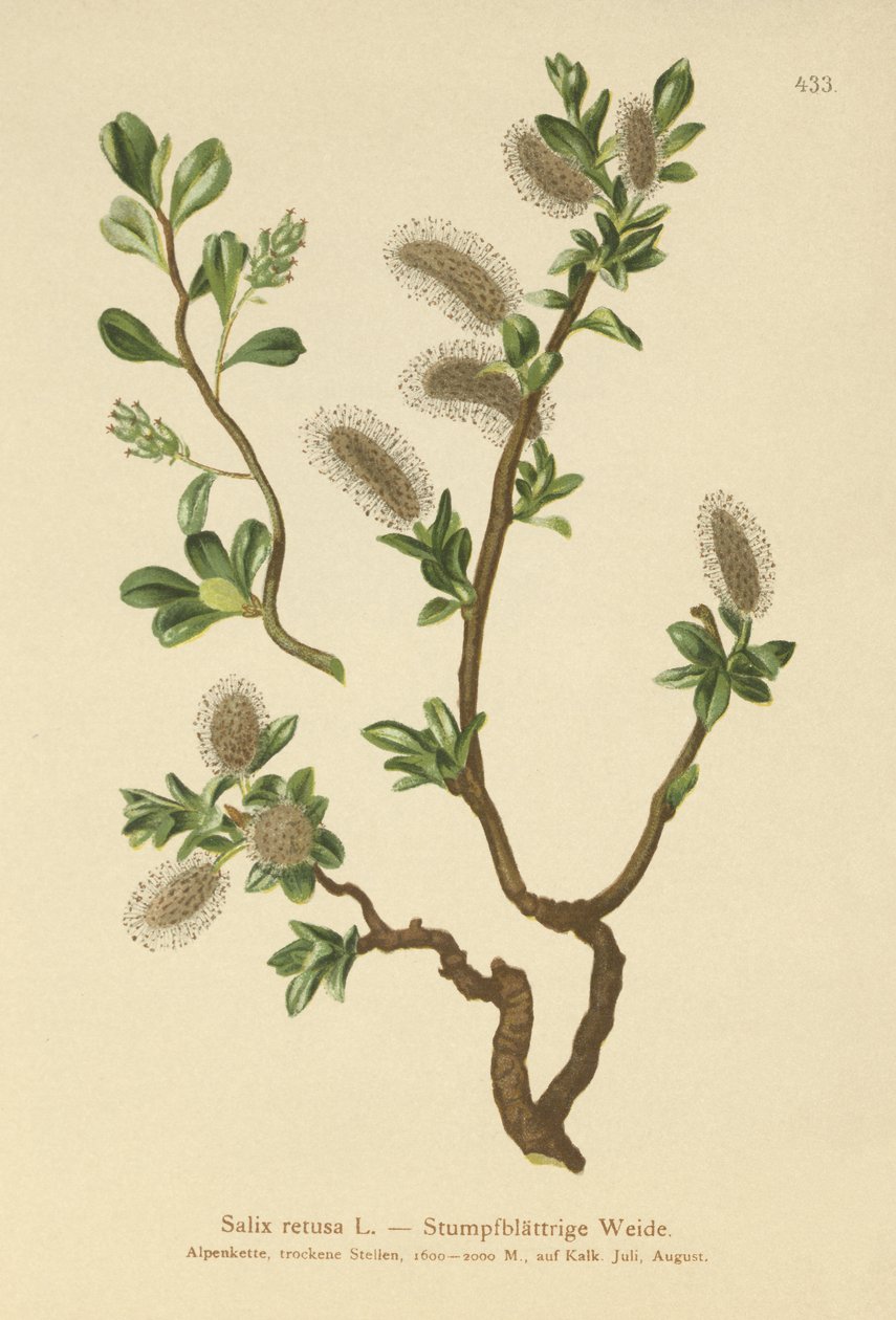 Tompalevelű fűz (Salix retusa) alkotó: German School