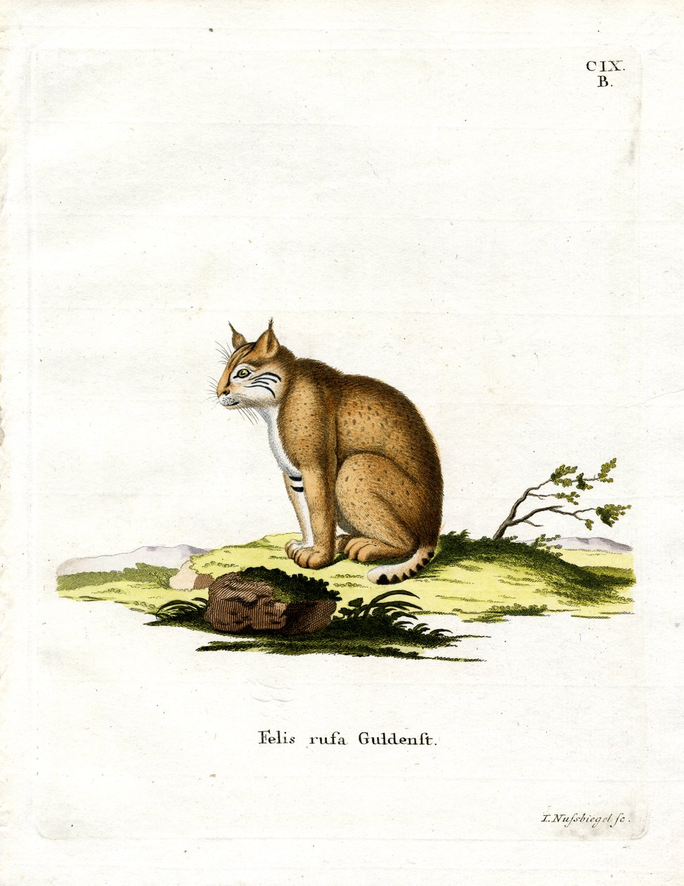 Bobcat (színes metszet) alkotó: German School