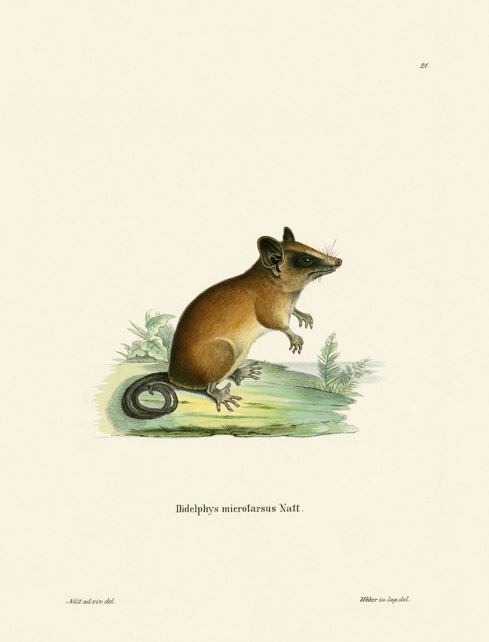 Brazil Gracile Mouse Opossum (színes metszet) alkotó: German School